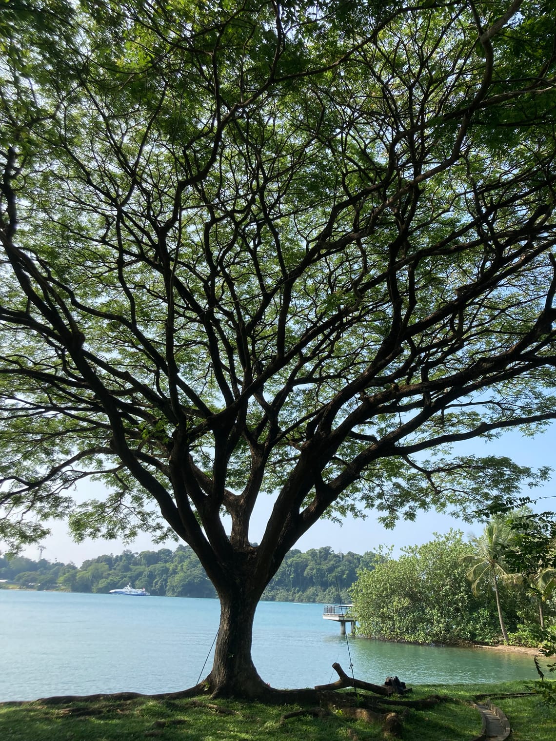 A large rain tree stands by the sea with a green island behind it