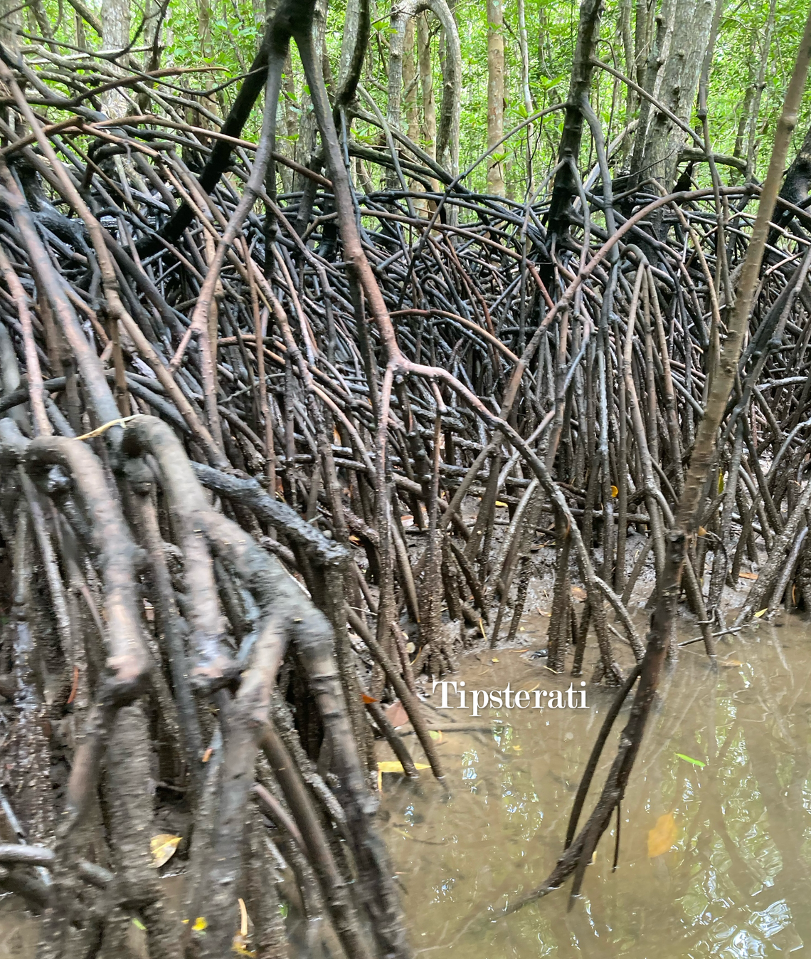 We see a dense network of mangrove prop roots rising from muddy water