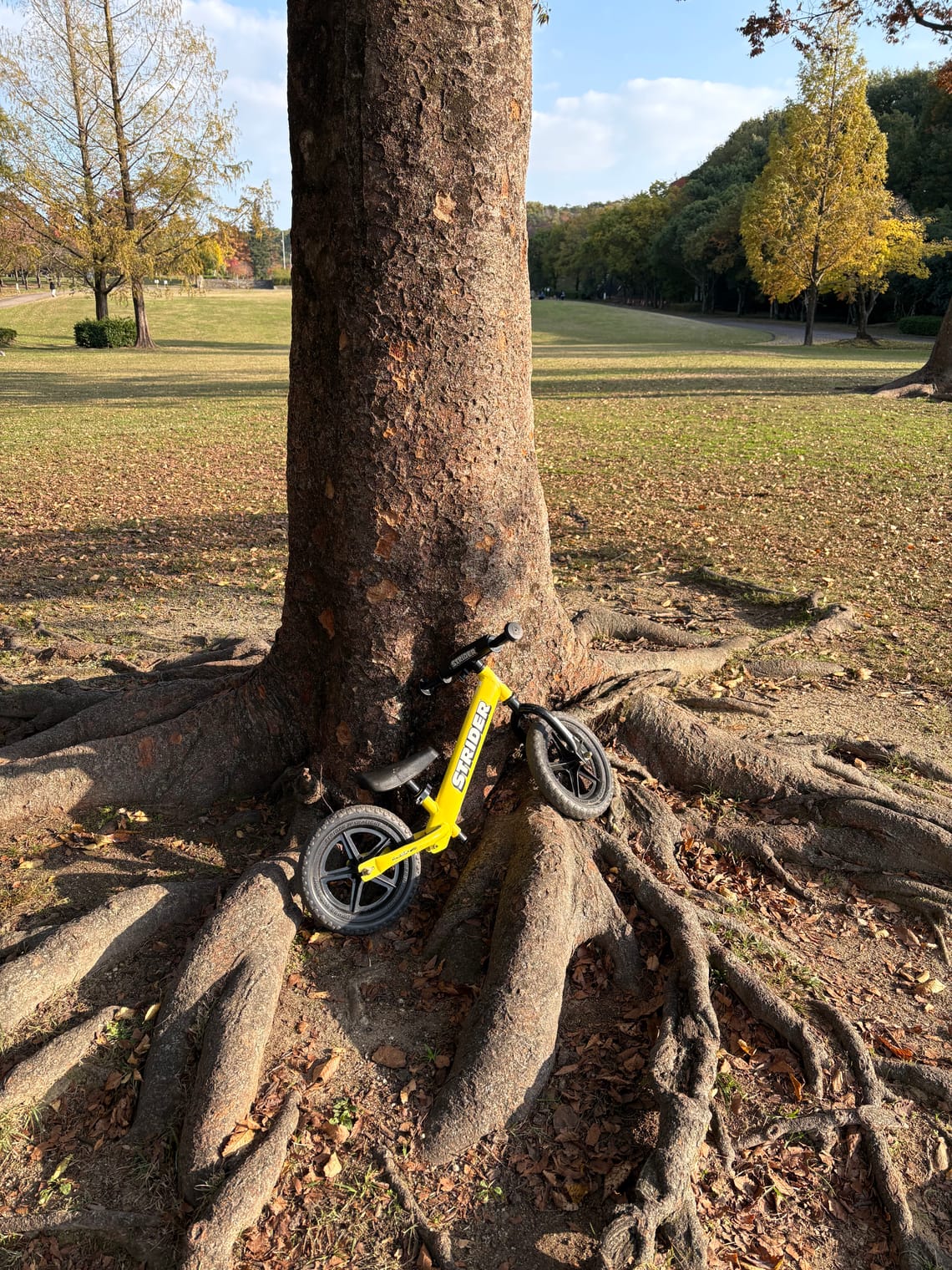 A yellow child's bicycle sits nestled amongst tree roots.
