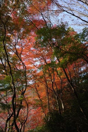 When in Kyoto for the fall...