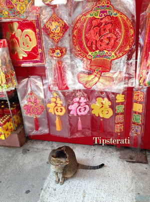 Hong Kong Shop Cats