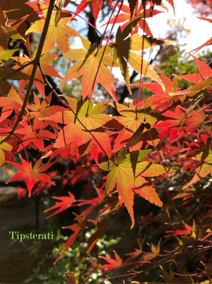 Autumn-leaf hunting in Kyoto: Part 2