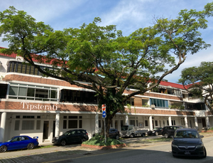 Singapore's Rain Trees