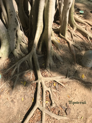 The Banyan Trees of Hong Kong (Kennedy Town and Sai Ying Pun)