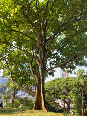 Tree Roots